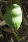 Shaded Heliconia Leaf
