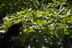 Shaded Leaves of a Pacific Sunset Maple