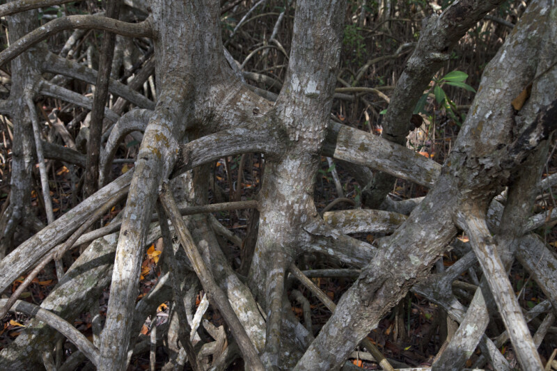 Shaded Mangrove Prop Roots Close-Up