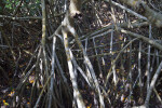 Shaded Mangrove Prop Roots