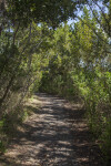 Shaded Path Leading Through Trees and Shrubs at Biscayne National Park