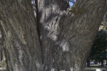 Shaded Trunk of a Princeton American Elm