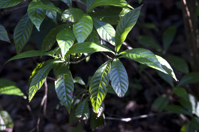 Shaded Wild Coffee Leaves