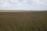 Shadowed Sawgrass Prairie