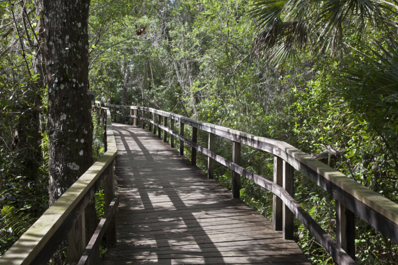 Shadows Casted Upon the Big Cypress Bend Boardwalk
