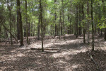 Shadows on Leaf-Covered Ground at Chinsegut Wildlife and Environmental Area