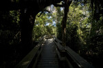 Shady Boardwalk