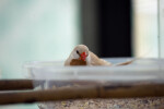 Shaftail Finch Feeding