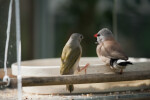 Shaftail Finch