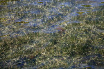Shallow Water at Biscayne National Park