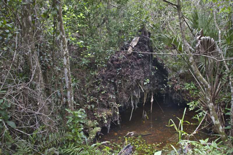 Shallow Water in Area of Dense Vegetation