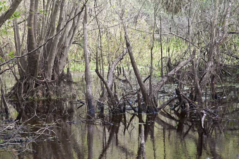 Shallow Water, Trees, and Branches at Myakka River State Park