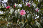 "Shanghai Lady" Camellia Branch