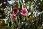 "Shanghai Lady" Camellia Flowers and Leaves