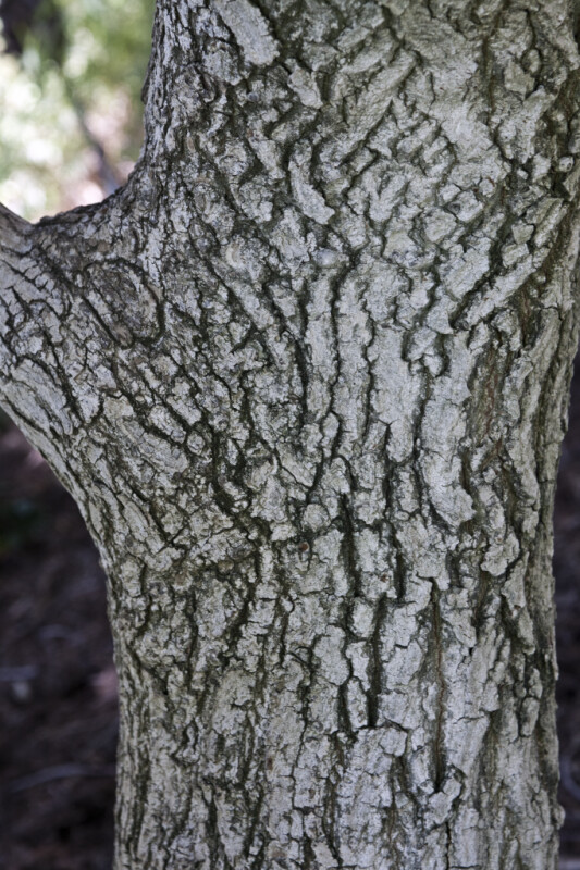 Shantung Maple Tree Bark