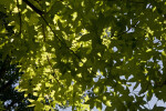 Shantung Maple Tree Leaves