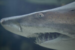 Shark Head Close-Up