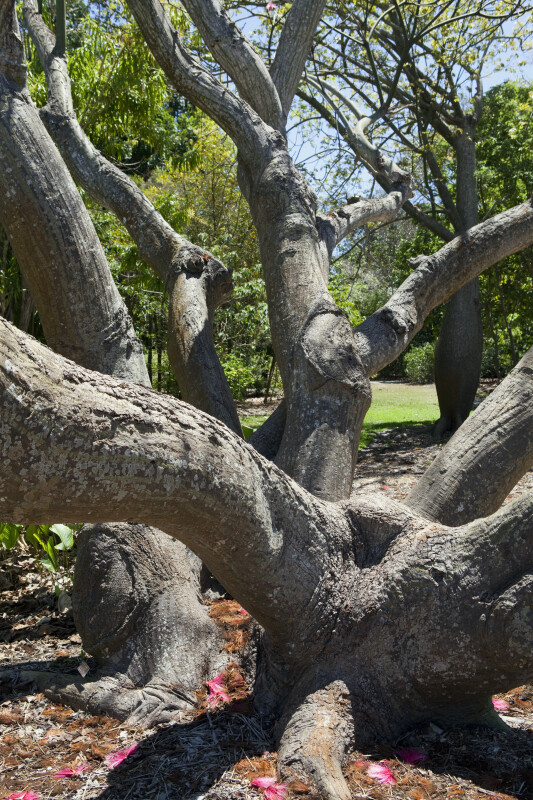 Shaving Brush Tree