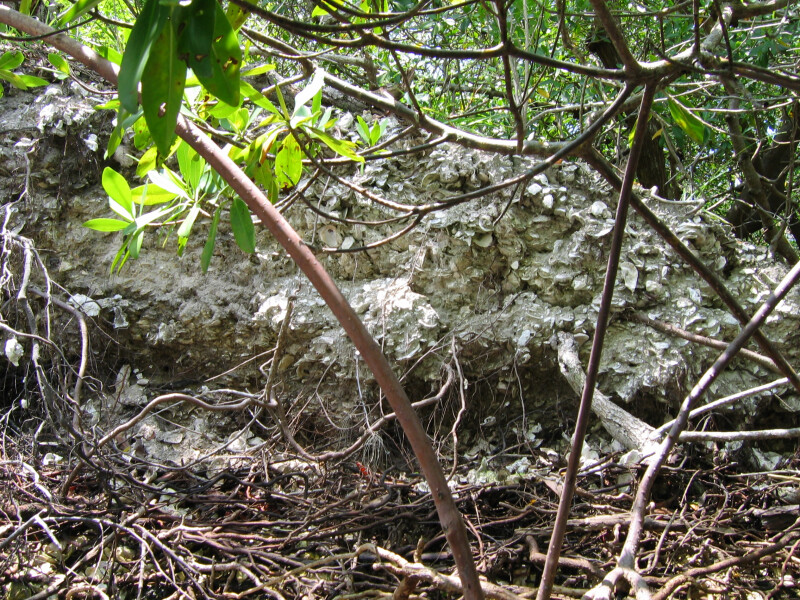 Shell Mound and Mangroves