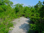 Shell Mound