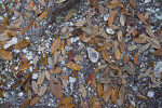 Shells and Brown Leaves