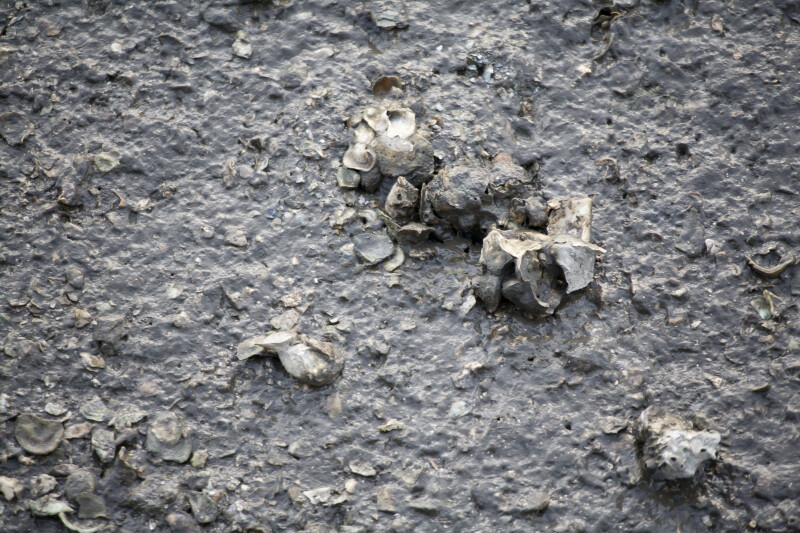 Shells in Mud