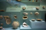 Ancient Mollusc Shells