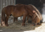 Shetland Ponies Eating Carrots