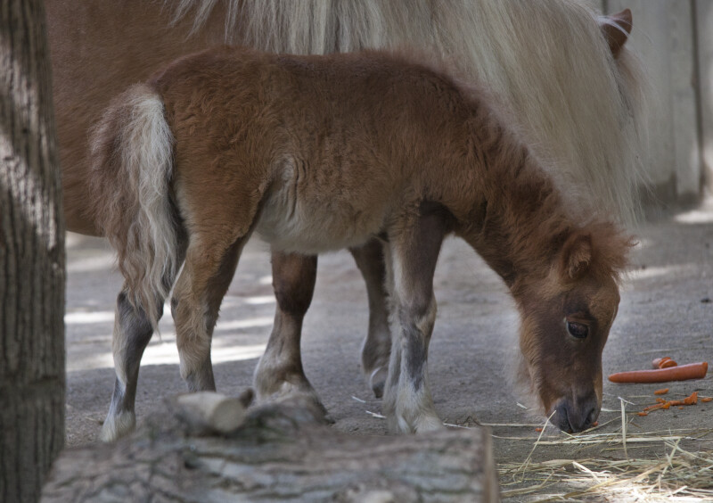 Shetland Pony Colt
