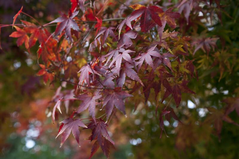 Shiny Dark Red Leaves