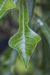 Shiny, Evergreen Plumeria Leaf