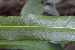 Shiny Fern Leaf