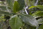 Shiny, Green Jackfruit Leaves