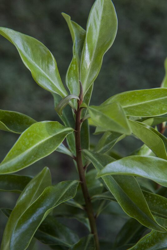 Shiny, Green Leaves of a Marlberry Plant