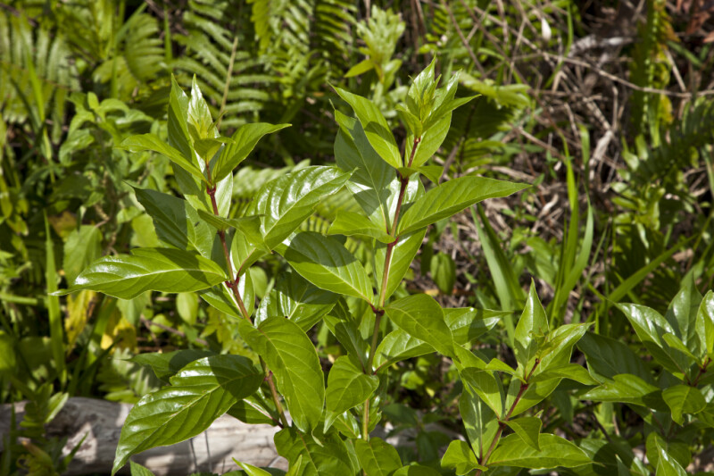 Shiny, Green Leaves with Dark Lines