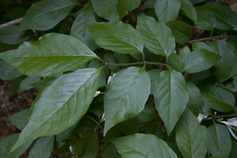 Shiny, Green Mistletoe Honeysuckle Leaves
