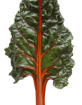 Shiny Green Swiss Chard Leaf with Deep Red Veins and Stalk