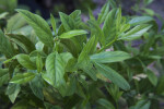 Shiny, Green Virginia Willow Leaves