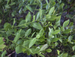 Shiny Lyonia Leaves