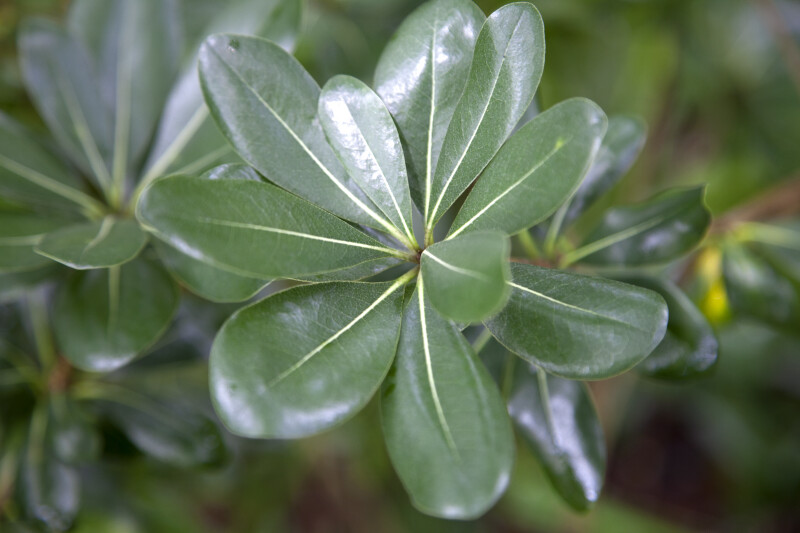 Shiny, Rounded, Green Australian Laurel Leaves