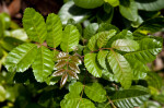 Shiny, Serrated Leaves