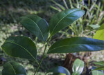 Shiny, Shaded Lancewood Leaves