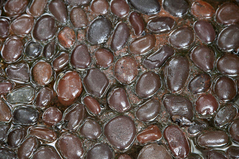 Shiny, Smooth, Brown Rocks Partially Submerged in Water at the Kanapaha Botanical Gardens