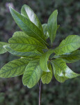 Shiny, Veined Silk Bay Leaves