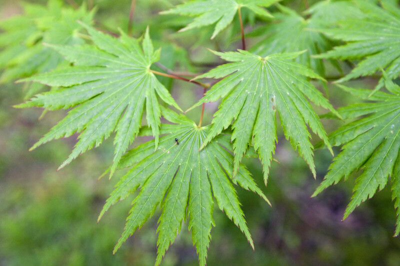 Shirasawa's Maple Leaves Close-Up