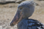 Shoebill Close-Up