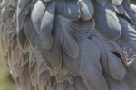 Shoebill Feathers
