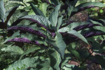 Shooting Star Clerodendrum Leaves with Green to Purple Colors