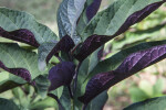 Shooting Star Clerodendrum with Purple Undersides and Green Tops