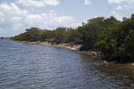 Shoreline with Trees and Rocks